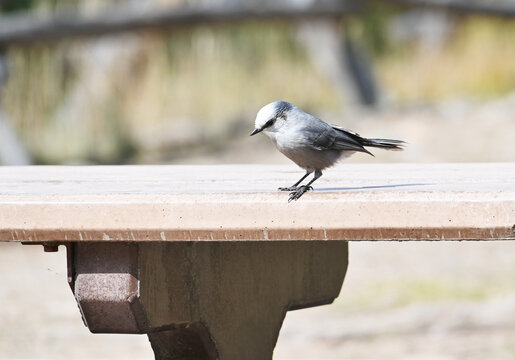 Gray Jay on Table