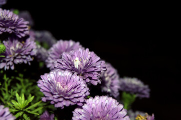close up of a flower