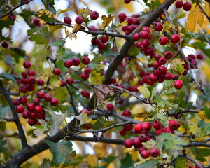 Obraz premium The ripe hawthorn fruits adorn the top of the tree.