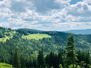 forest in the mountains