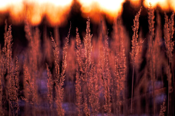 bright spikelets on the sunset background