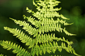 light green fern leaves
