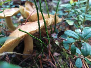 Mushroom in the grass in the forest