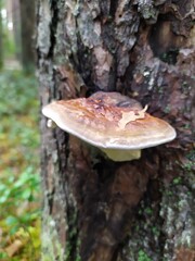 mushroom on a tree