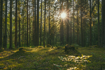 Sunlight through the trees in the green forest.