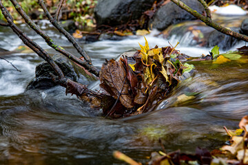 A fallen colored leaves in the creek with water cascade, close up. The detailed look at rapids in the autumn river.