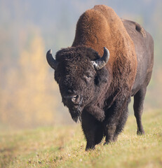 Bison in the fall - 382708140