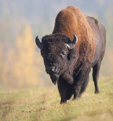 Bison in the fall