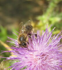Bee on purple thistle flower in the meadow, closeup