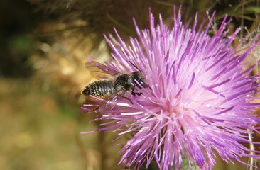 Bee on a thistle flower in the meadow, closeup