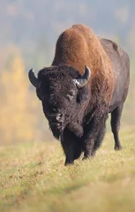 Poster Bison in the fall © Jillian