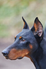 dobermann