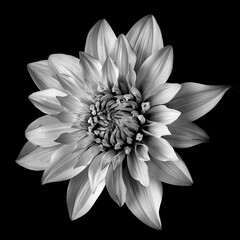 Black and white image of a dahlia flower on a black background