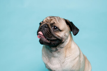 Obraz premium Portrait of adorable, happy dog of the pug breed. Cute smiling dog on blue background. Free space for text.