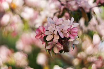 pink apple blossoms close up