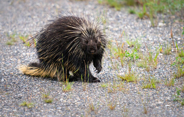 Porcupine