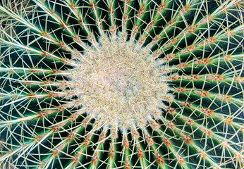 Close-up of cactus, view from above. Part of a green cactus with spikes.
