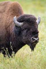 Bison in the fall