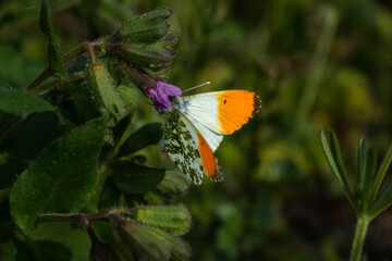 butterfly on flower
