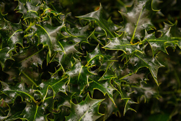 Fototapeta na wymiar Holly Ilex Aquifolium bush after the rain