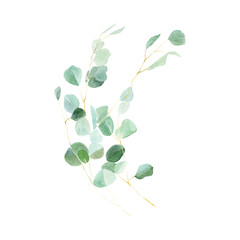 Watercolor green branches eucalyptus bouquet. Hand painted floral illustration olive tree leaves, succulent. Healing Herbs for cards, wedding invitation, greeting design isolated on white background.