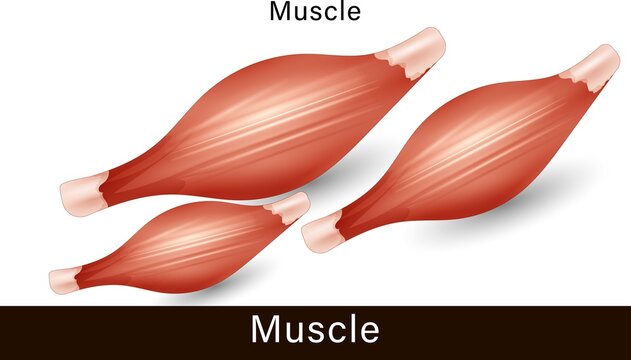 Anatomy of Human muscle. physiology of the muscular system. Muscle workout. exercise and muscle.  the detailed structure of the Muscular system vector illustration.