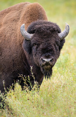 Bison in the fall