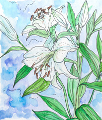 White lily flowers. Watercolor hand painted illustration.
