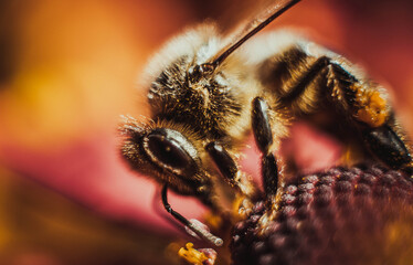 bee on a flower
