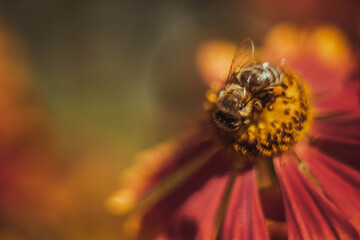 bee on flower