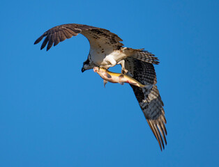 Osprey, Raptor, bird of prey, nature, flight, wildlife