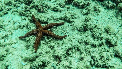 Starfish in the sea.