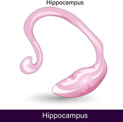 Structure of the Hippocampus. anatomy of the hippocampus of the brain. - obrazy, fototapety, plakaty