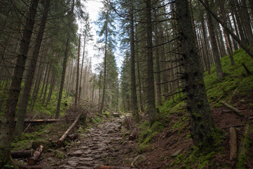 Stony hiking trail in mountains, leading through glomy spruce forest, tatra mountains nature