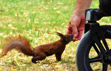 an elderly man with a rollator stands in a park and looks at a squirrel