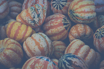 Colorful Full Frame Gourds for Autumn with a Matte Technique