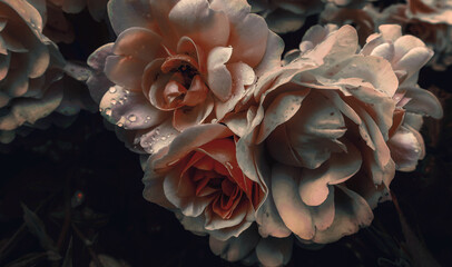  Pink blooming gentle pastel roses close up on black background as floral botanical retro vintage dark Valentine pattern backdrop wallpaper toned in warm colors tones      