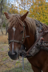 Very cute horse face