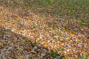 Bright fallen leaves of golden color on the autumn ground