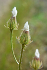 Crepis foetida grows in nature