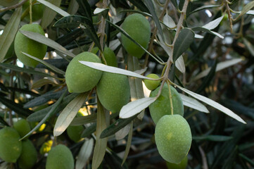 green olives on tree