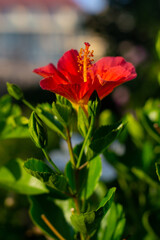 red and yellow hibiscus flower