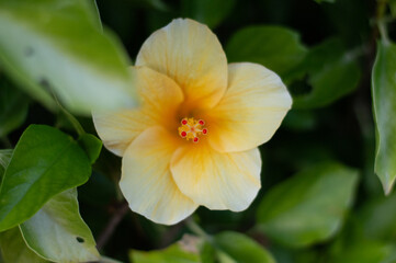 yellow flower in the garden