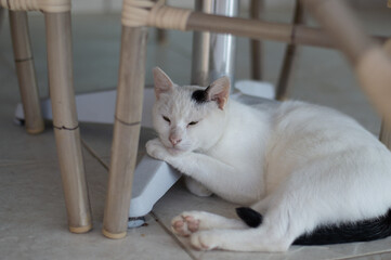 white cat under the table