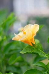 orange flower in the garden