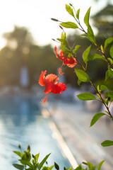 red rose on the background of the sky