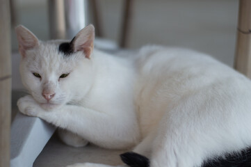 white cat under the table