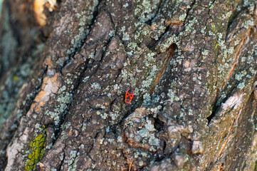 red bug on the tree