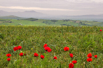
flowers in the fields of Val d'Orcia, Tuscany