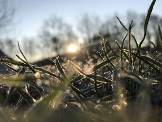 Fototapeta premium grass in the water